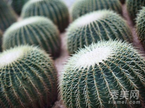 装修指南家居风水篇 给人带来霉运的恶植物