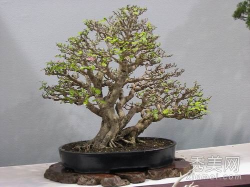 装修指南家居风水篇 给人带来霉运的恶植物