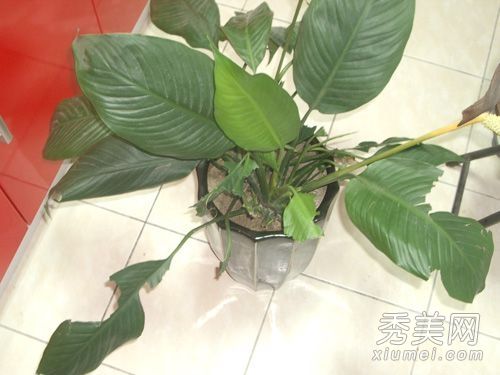 装修指南家居风水篇 给人带来霉运的恶植物