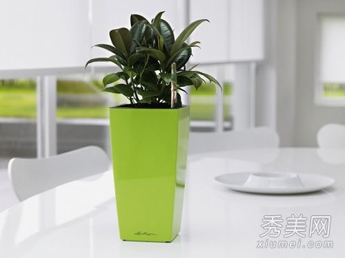 装修指南家居风水篇 给人带来霉运的恶植物