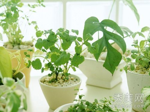 装修指南家居风水篇 给人带来霉运的恶植物
