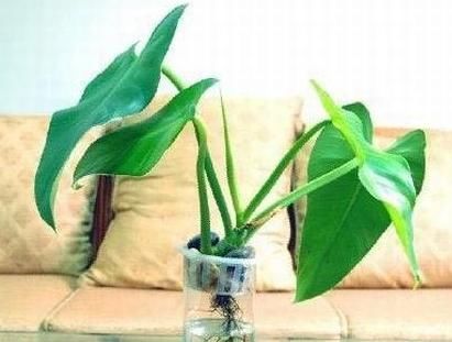 2012桃花盛开 让生活甜蜜的九个桃花风水(图)