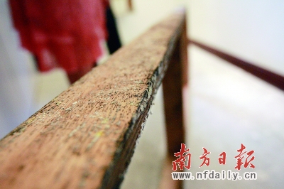 杨女士购买新房不到3个月，房子地板出现发霉现象。图为发霉的木地板。 胡国球 摄