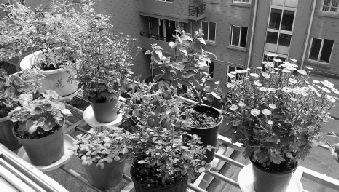 六平米阳台花草四季不败